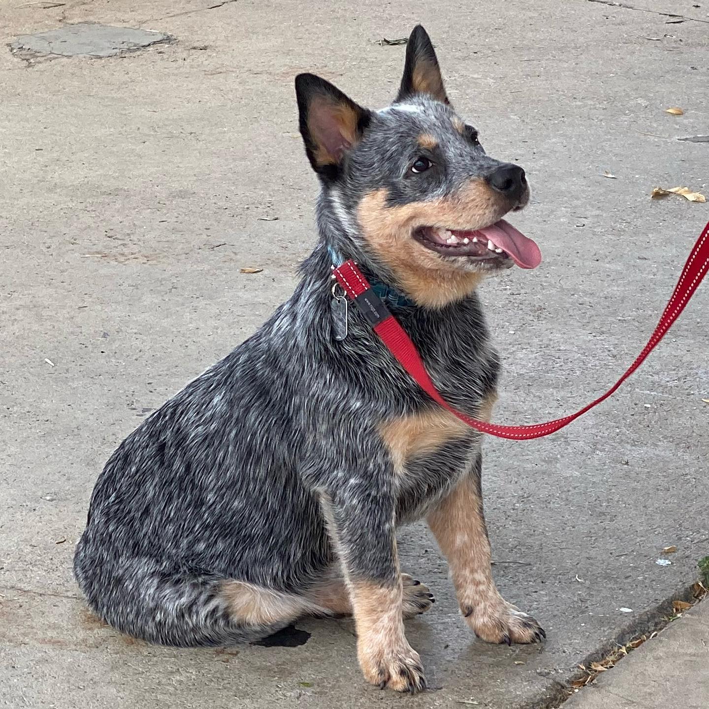 A Dog Wearing A Red Leash And Collar Is Sitting On A Sidewalk — Canine Training School In Cairns, QLD