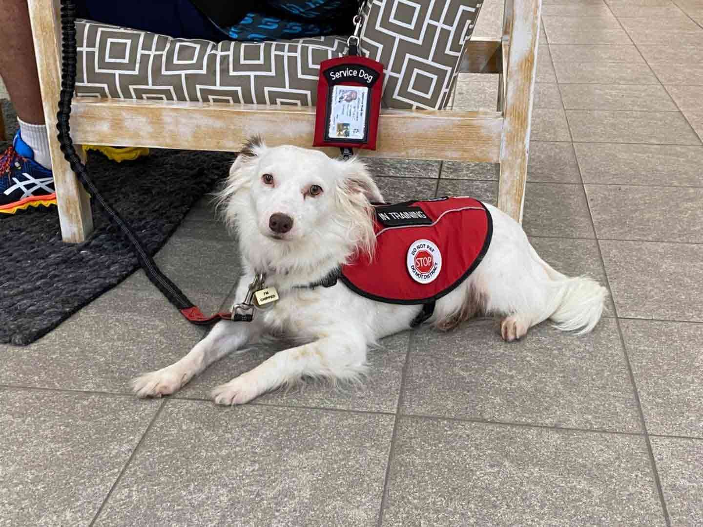 A White Dog Wearing A Red Vest Is Laying On The Floor Next To A Chair — Canine Training School In Atherton Tablelands, QLD