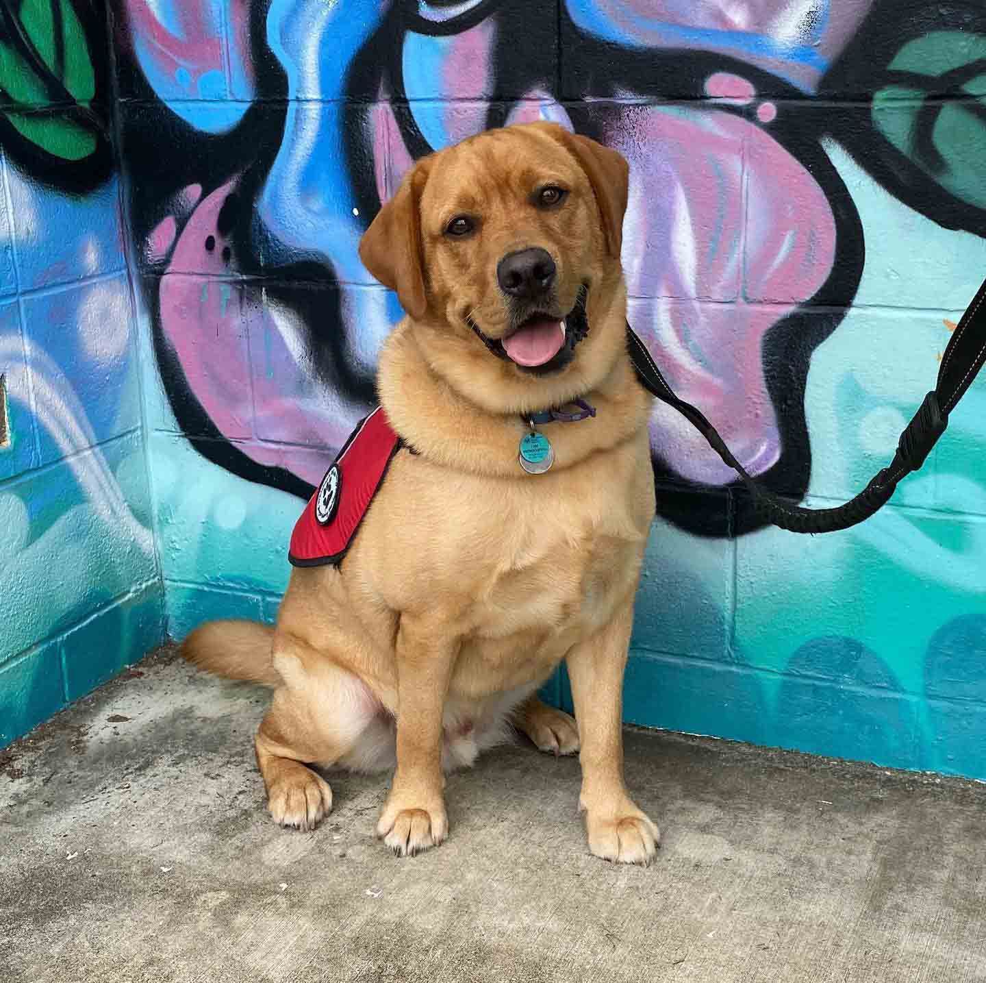A Dog Is Sitting In Front Of A Graffiti Wall — Canine Training School In Atherton Tablelands, QLD