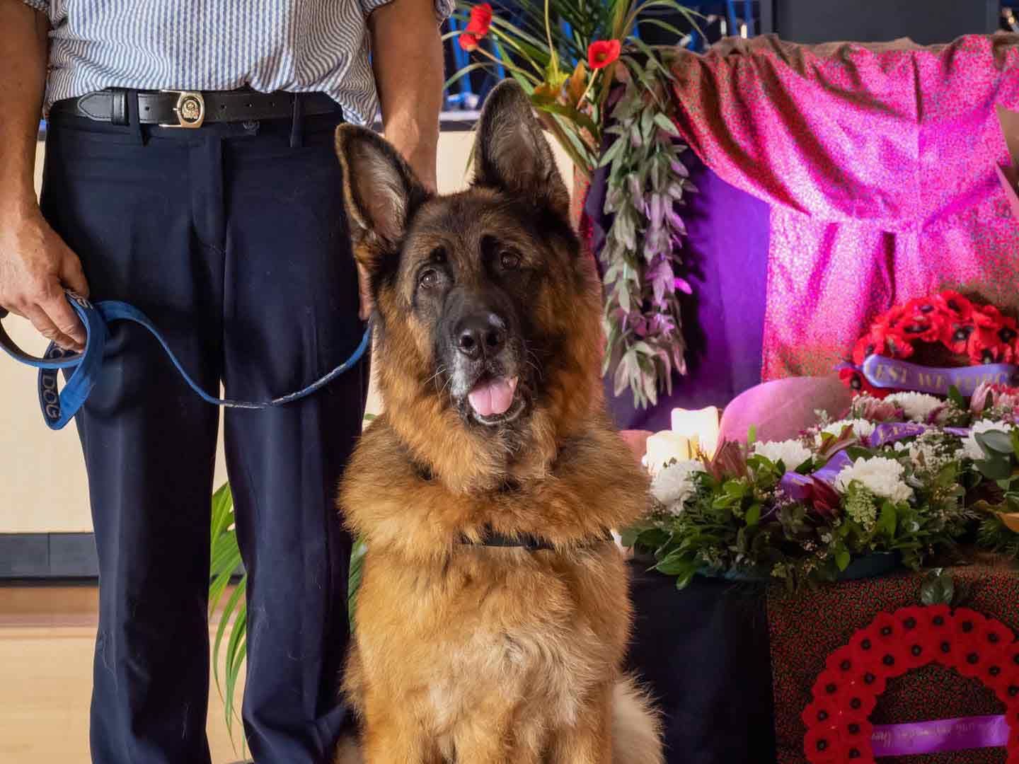 A Man Is Standing Next To A German Shepherd Dog On A Leash — Canine Training School In Cairns, QLD