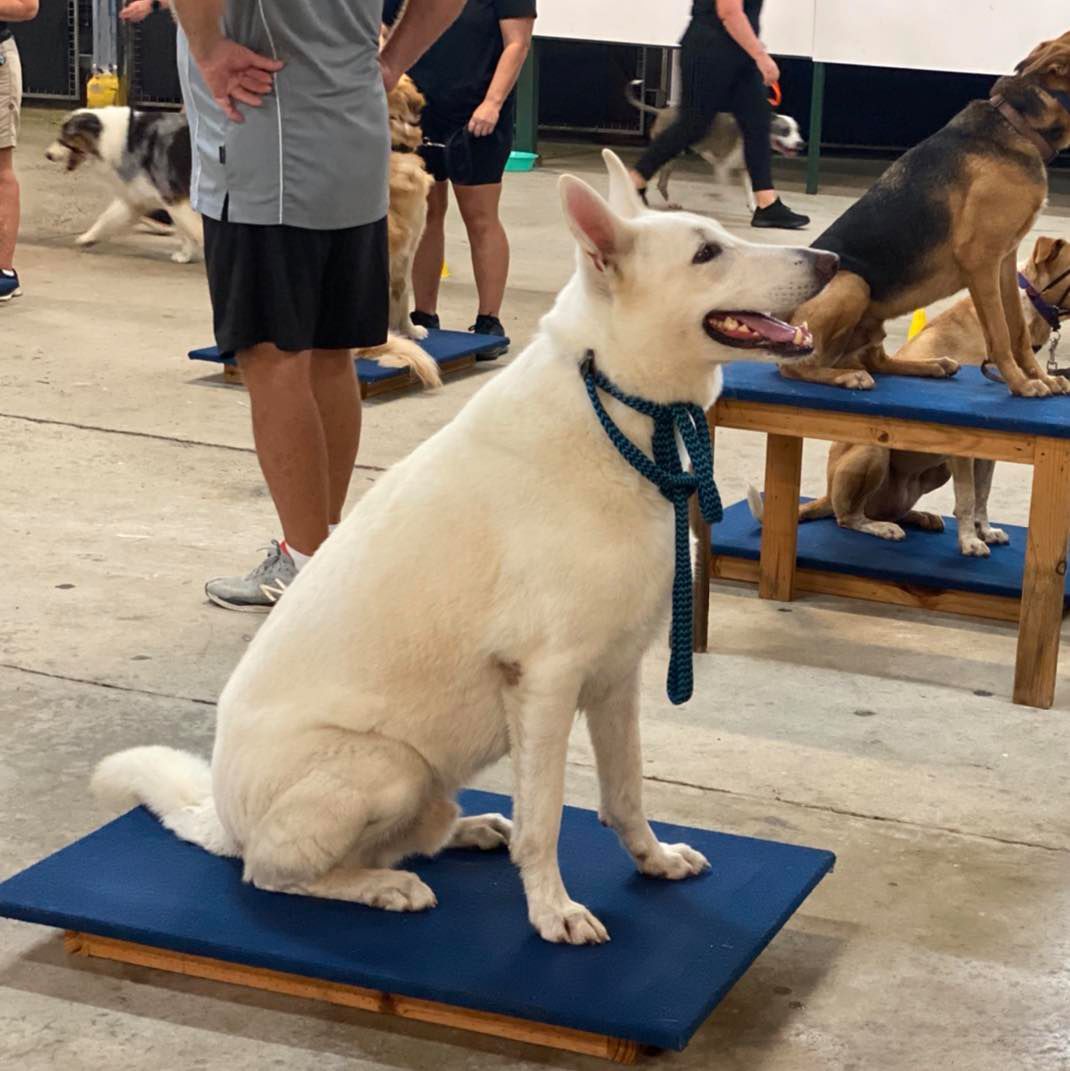 A White Dog With A Blue Collar Is Sitting On A Blue Mat — Canine Training School In Gordonvale, QLD