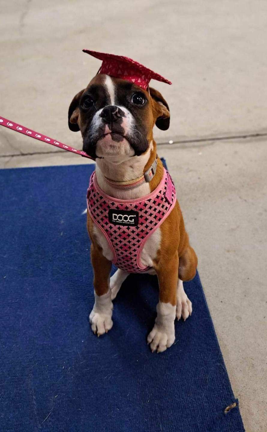 A Brown And White Dog Wearing A Graduation Cap And A Pink Harness — Canine Training School In Port Douglas, QLD