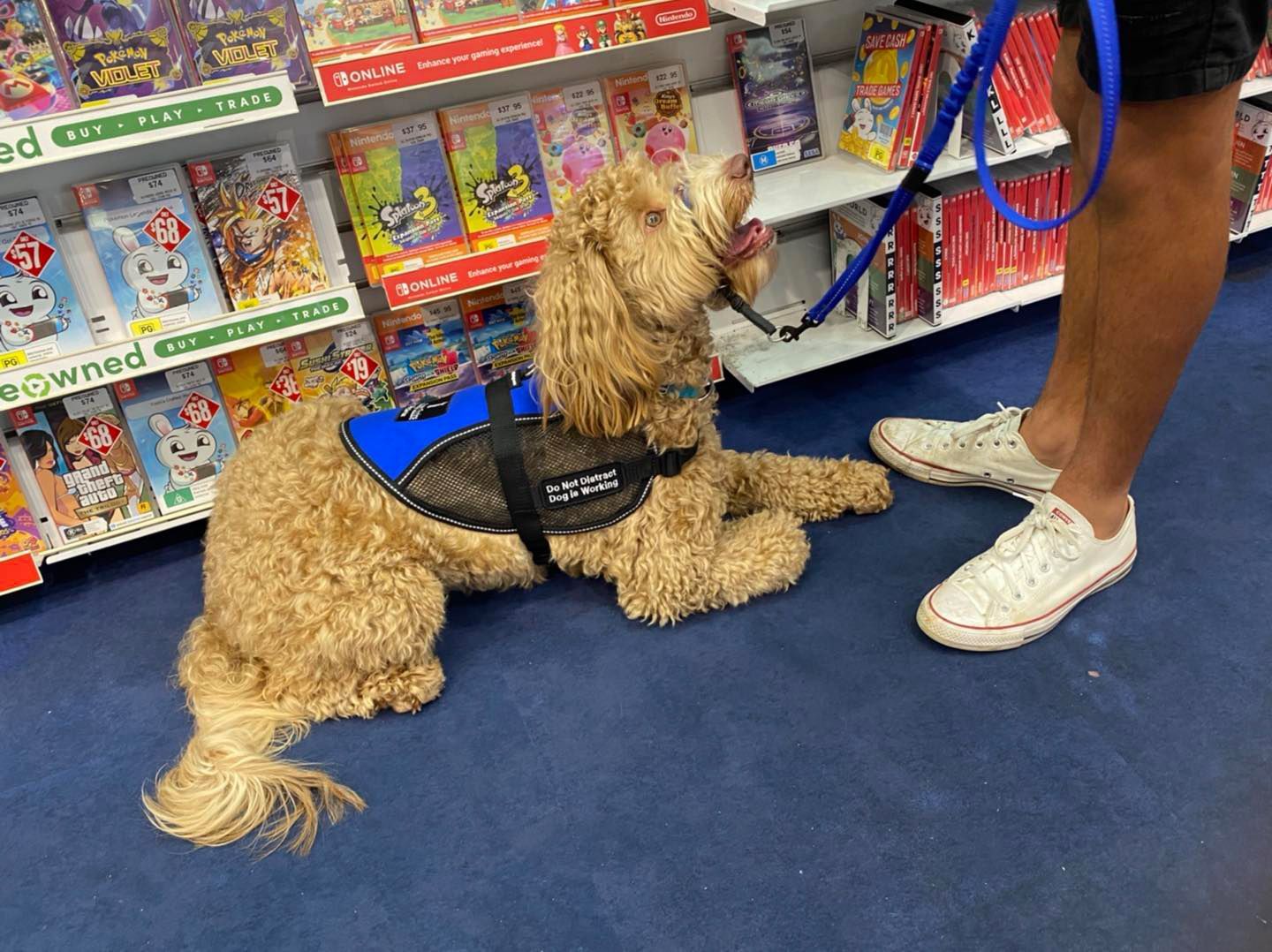 A Dog Is Laying On The Floor In A Store Next To A Person — Canine Training School In Gordonvale, QLD