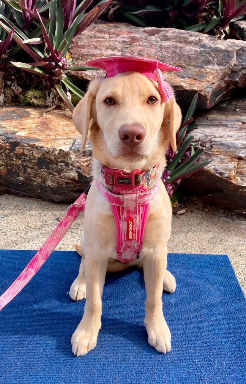 A Dog Wearing A Graduation Cap And Gown Is Sitting On A Blue Mat — Canine Training School In Gordonvale, QLD