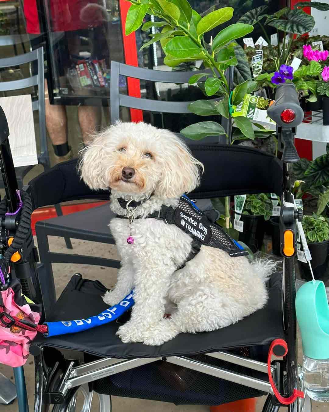 A Small White Dog Is Sitting In A Wheelchair — Canine Training School In Port Douglas, QLD