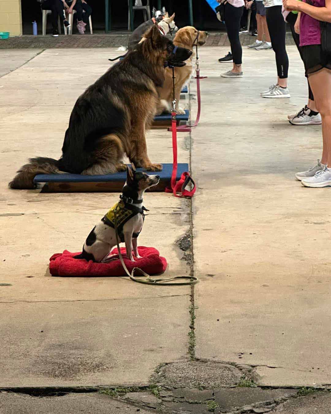 A German Shepherd Is Sitting On A Bench Next To A Smaller Dog — Canine Training School In Port Douglas, QLD