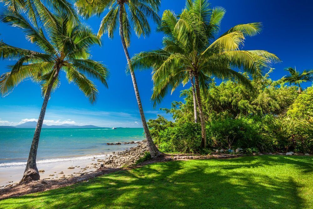 There Are Two Palm Trees On The Beach Near The Ocean — Canine Training School In Port Douglas, QLD