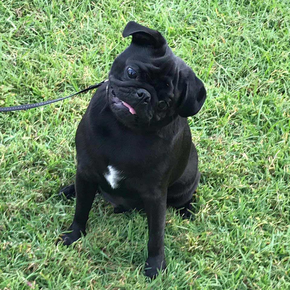 Black Dog Sitting on Lawn — Canine Training School In Cairns, QLD