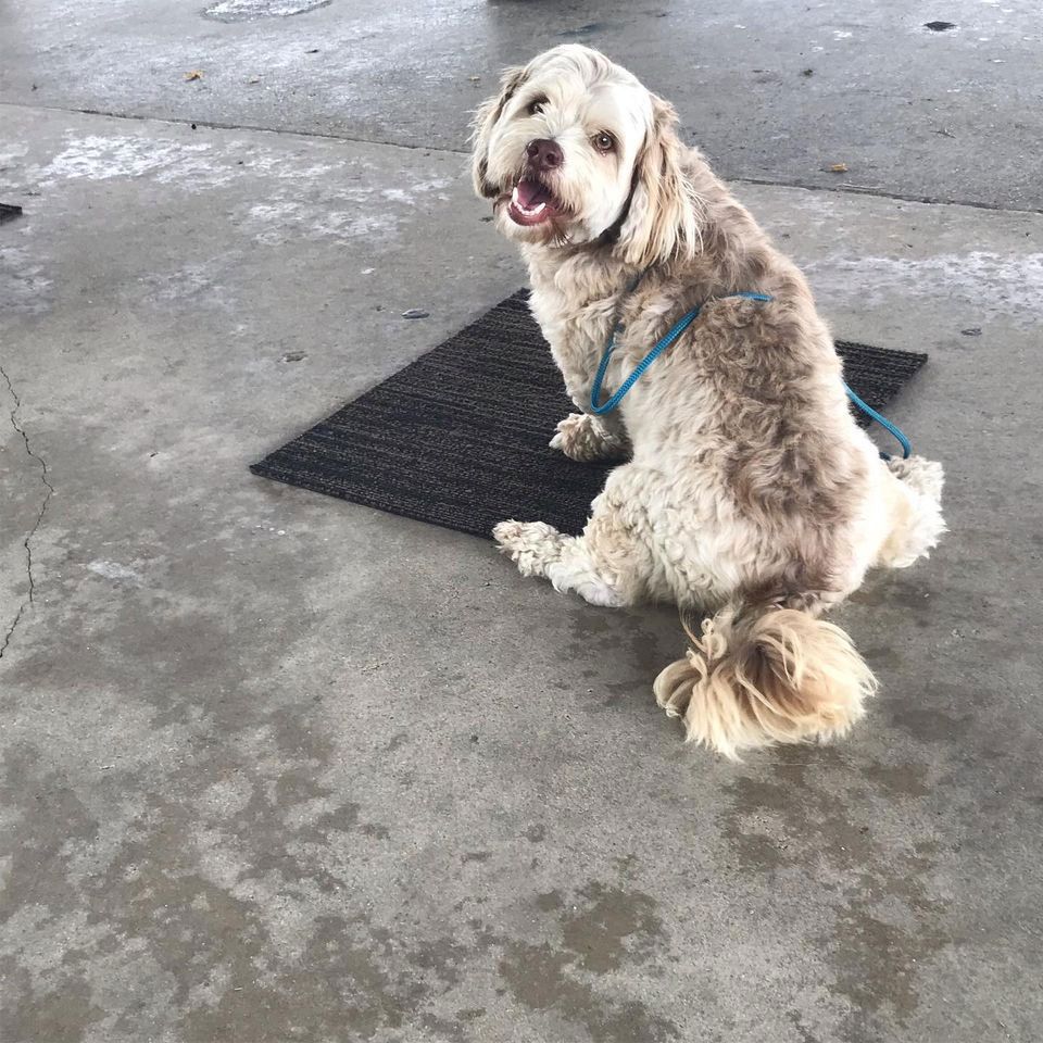 Maltese Dog Sitting On Mat — Canine Training School In Cairns, QLD