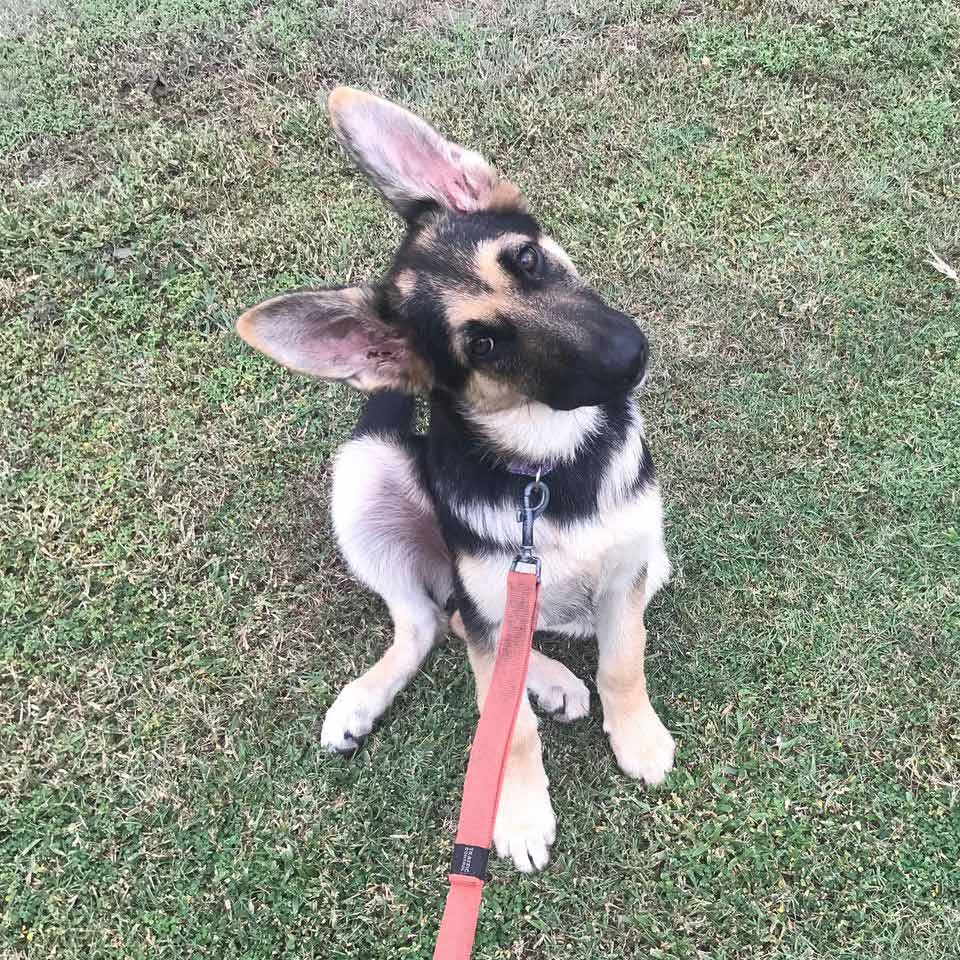 German Shepherd With Leash — Canine Training School In Cairns, QLD