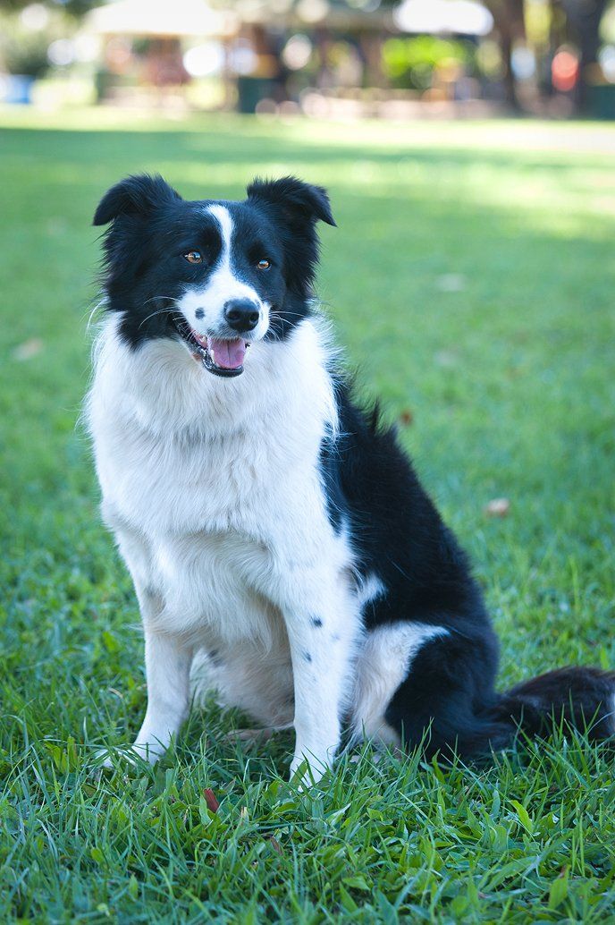 Black Dog Sitting On Grass — Canine Training School In Cairns, QLD
