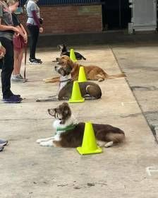 German Shepherd With Leash Sitting On Lawn — Canine Training School In Cairns, QLD