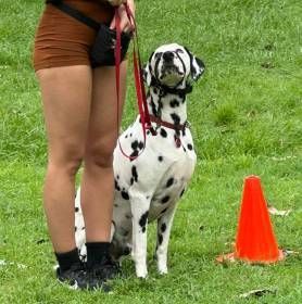 A Brown Dog Is Sitting In The Grass On A Leash — Canine Training School In Cairns, QLD
