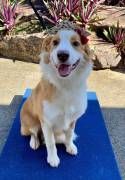 A Small Black Dog With A Pink Bow On Its Head Is Sitting On A Blue Mat — Canine Training School In Cairns, QLD