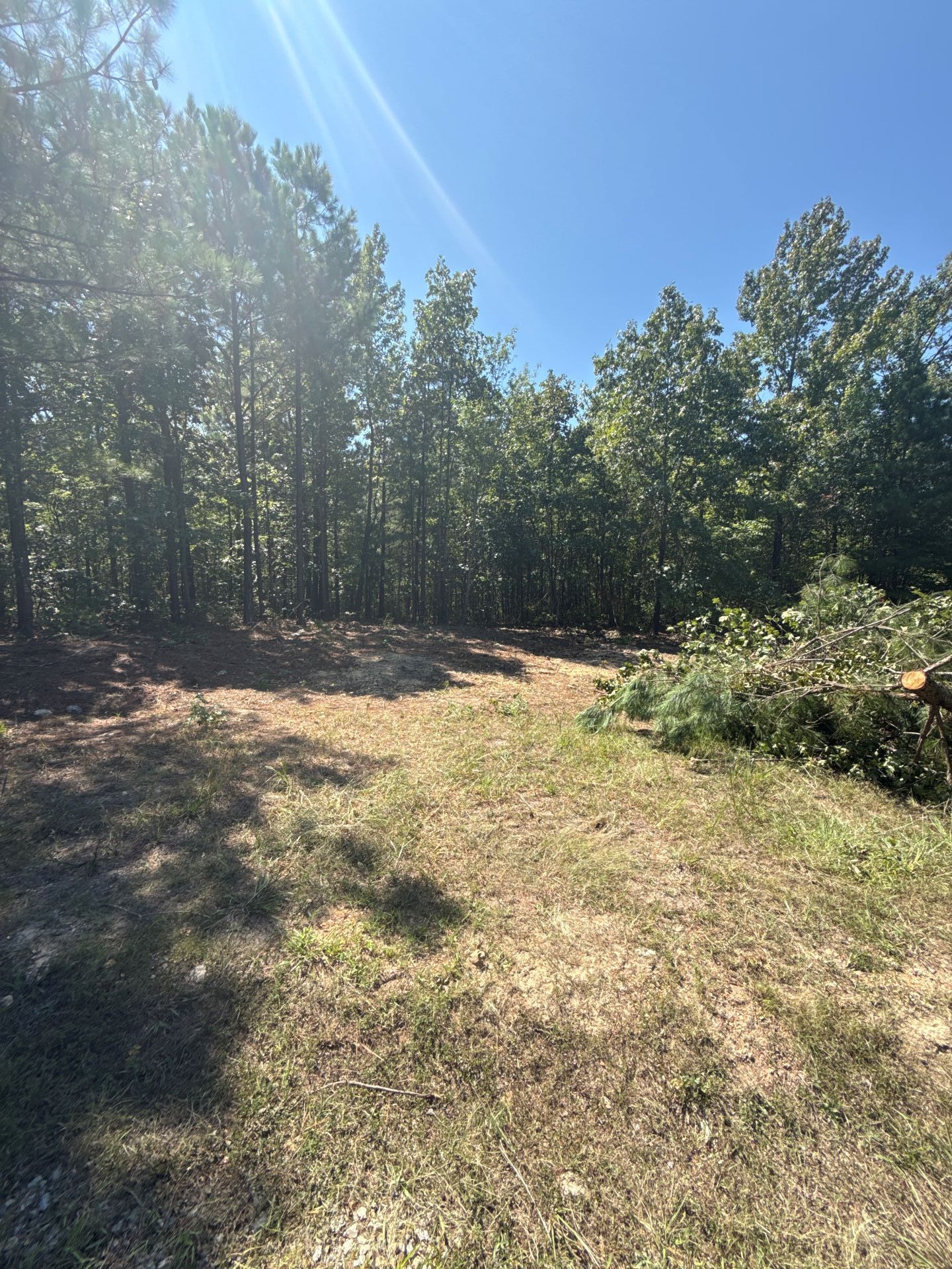 Clearing in a wooded area; felled trees and debris on the right, sunlight through the trees.