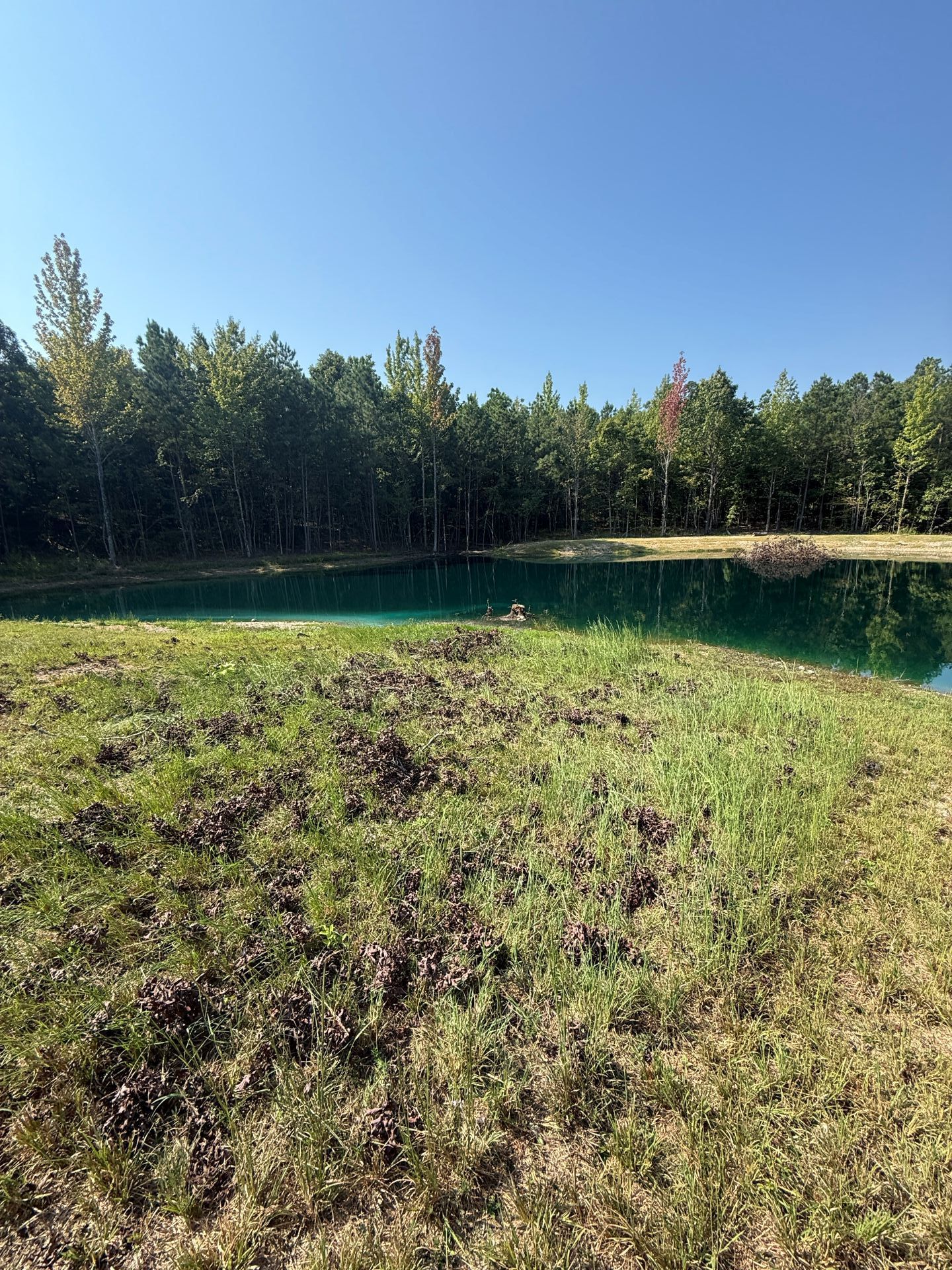 Green pond surrounded by grass and trees under a clear blue sky.