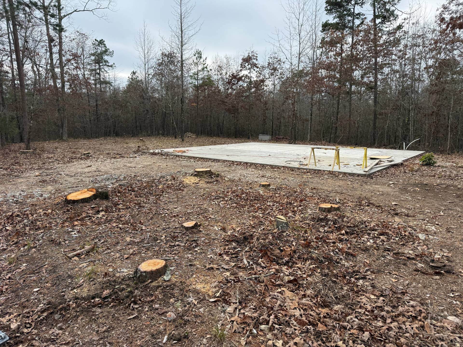 Clearing in a wooded area with tree stumps and a concrete slab.