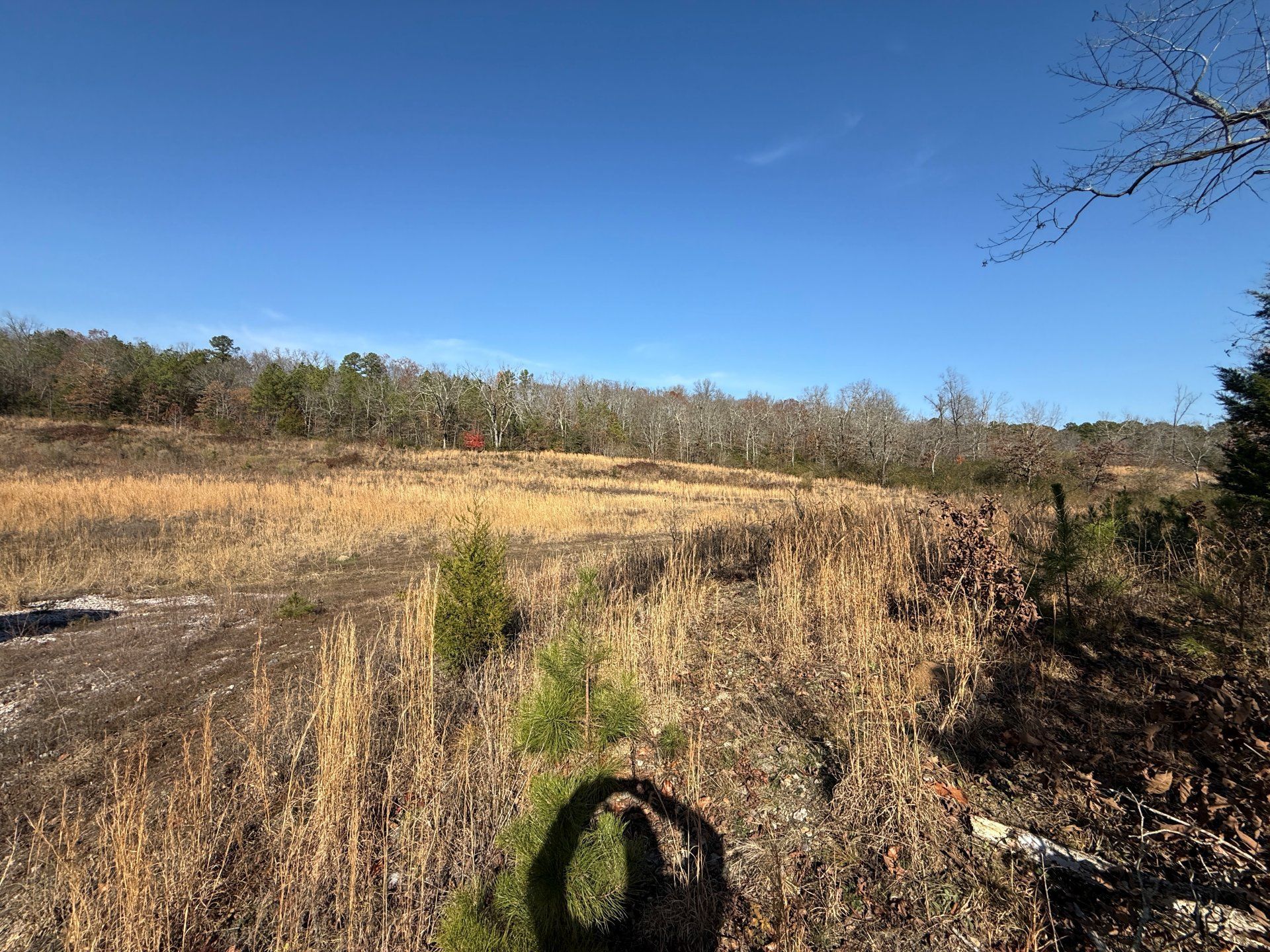 Grassy field under a clear blue sky, bordered by trees. Sunlight casts long shadows.