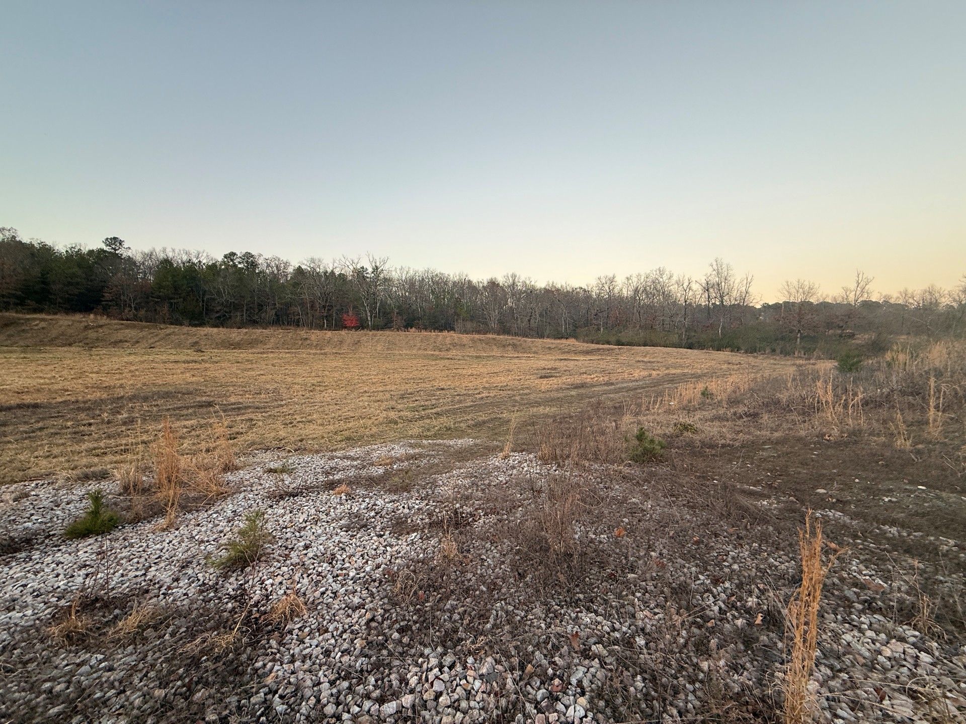 Open field with dry grasses and rocky ground, trees in the background under a dusky sky.