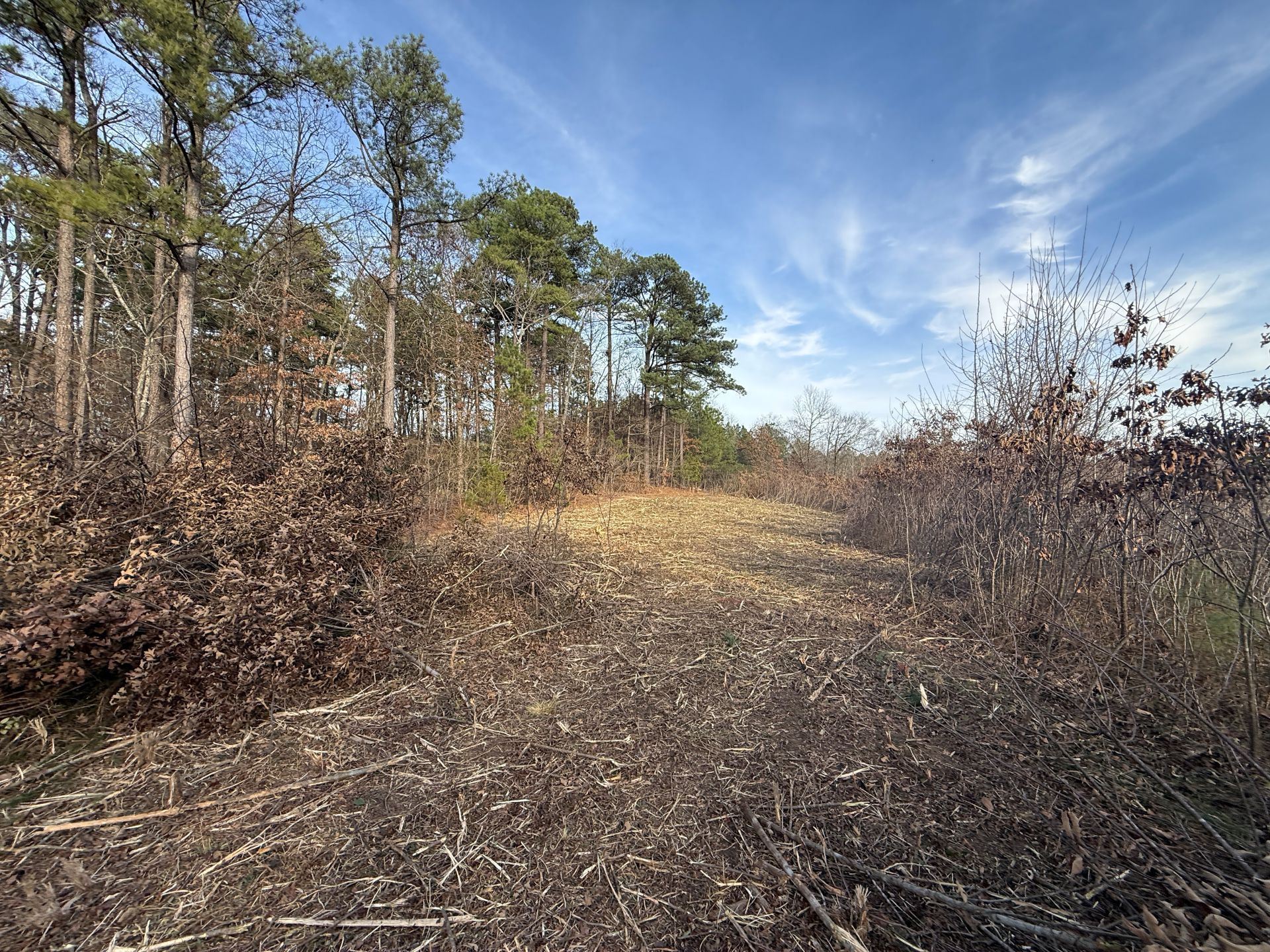 Clearing in a wooded area with fallen leaves and tall trees under a blue sky.
