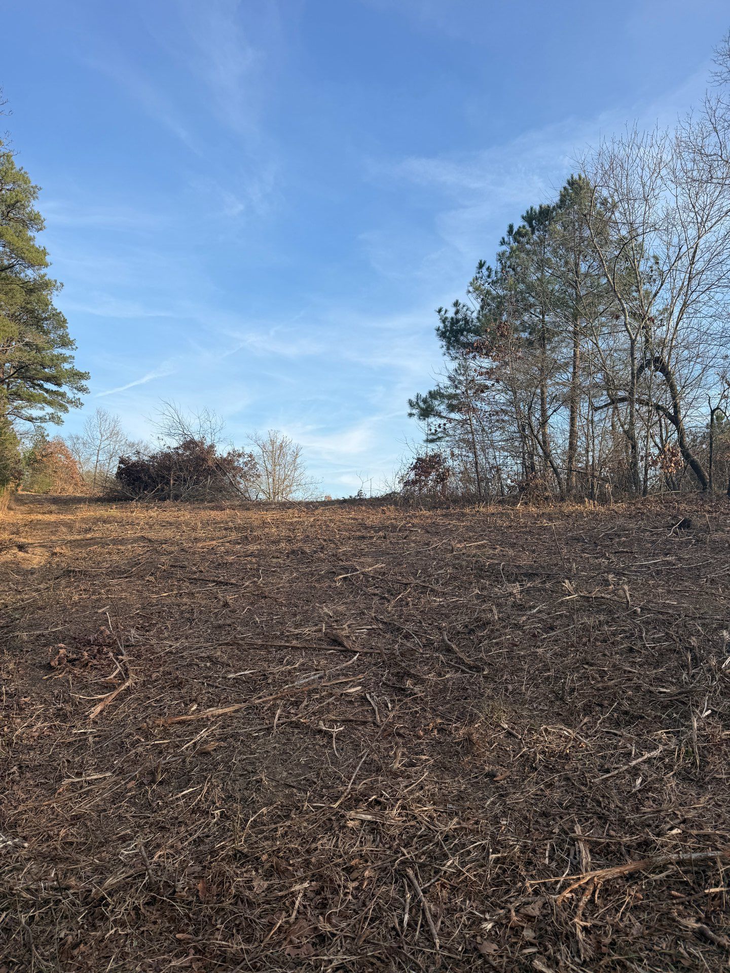 Burnt field with dark debris, leading to a tree line under a blue sky.