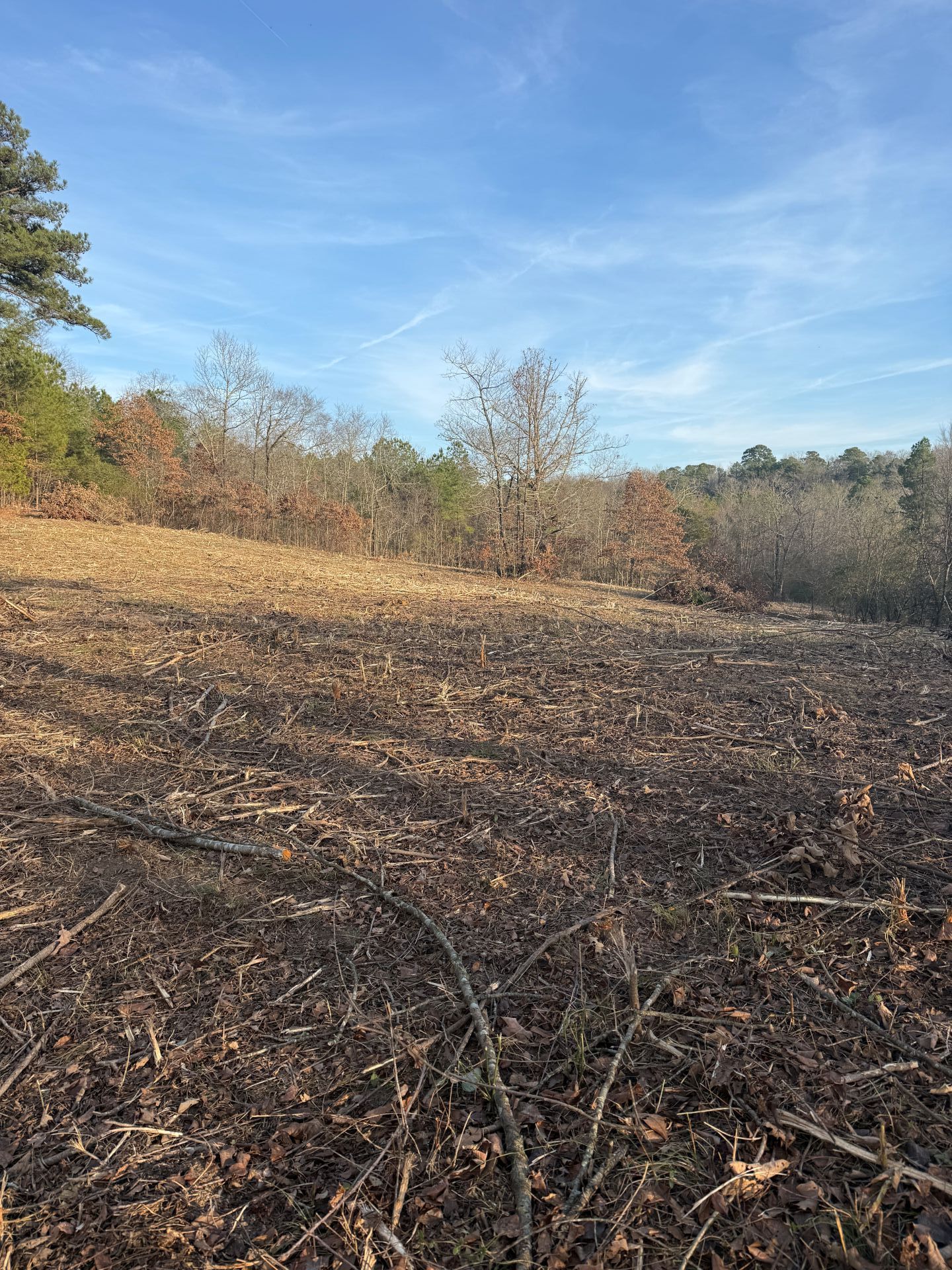 Open field of charred debris and dry brush, with trees under a blue sky.