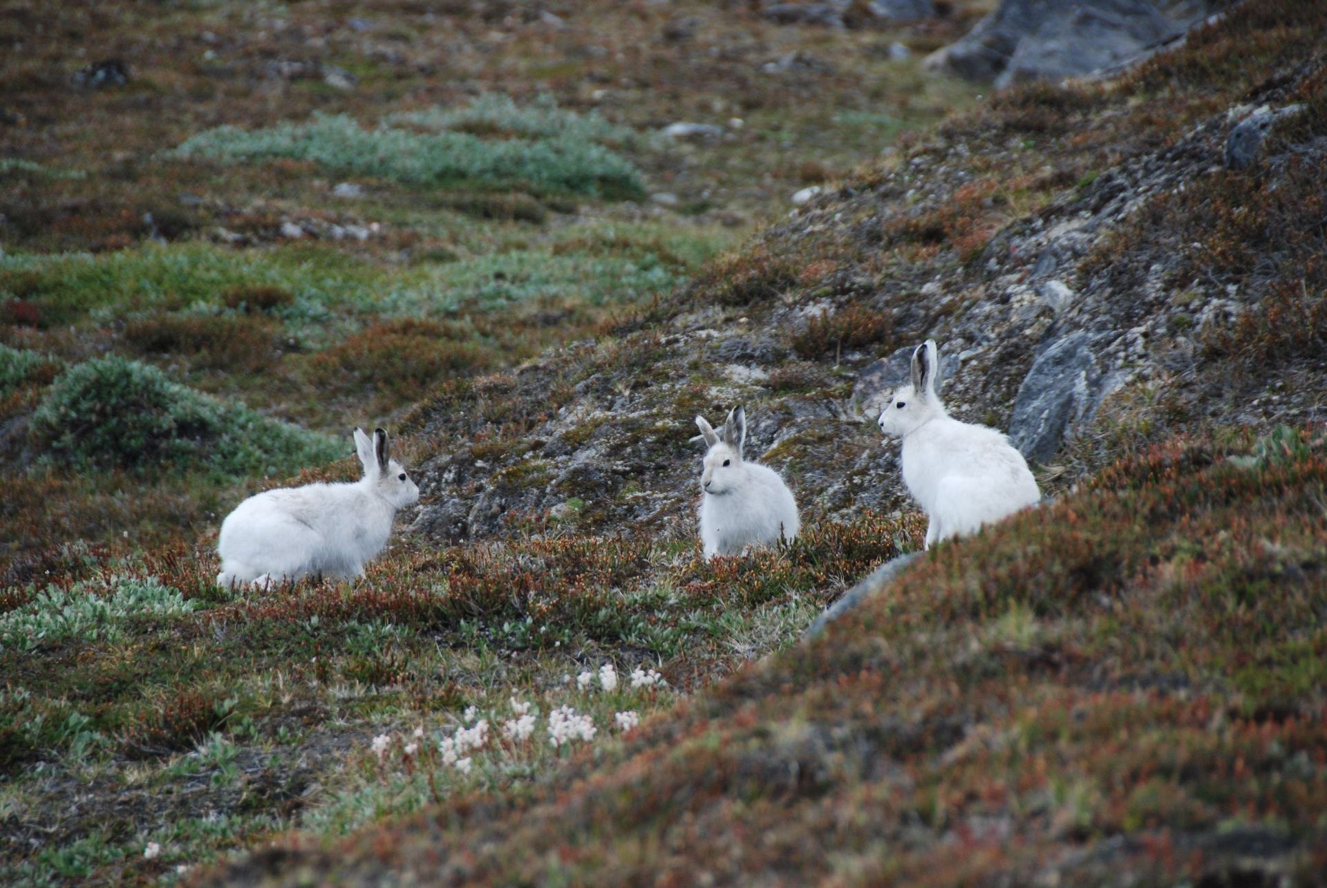Tre hvide arktiske harer på en klippefyldt bjergskråning med sparsom vegetation.