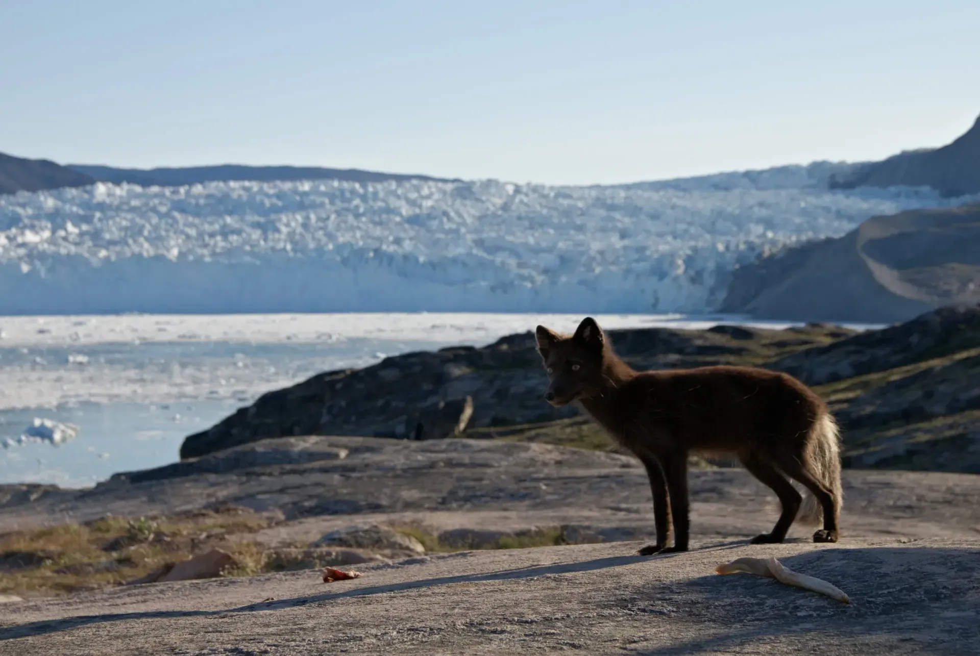 Mørk ræv står på en klippefyldt kyst med gletsjer i baggrunden.