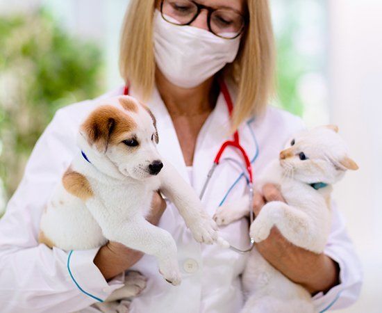 Doctor Holding Dog And Cat — Banner Elk, NC — High Country Animal Clinic PA