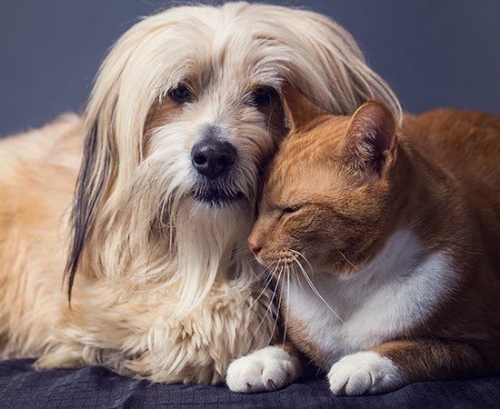 Dog And Cat — Banner Elk, NC — High Country Animal Clinic PA