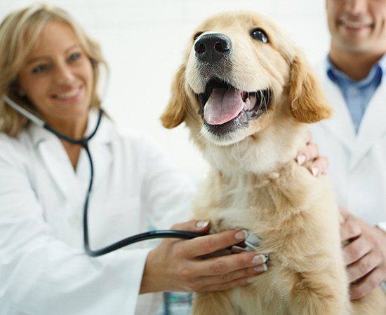Check Up Of Dog — Banner Elk, NC — High Country Animal Clinic PA