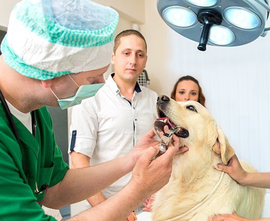 Vets Examining Golden Retriever — Banner Elk, NC — High Country Animal Clinic PA