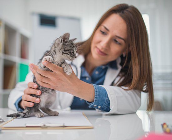 Woman Holding Cat — Banner Elk, NC — High Country Animal Clinic PA