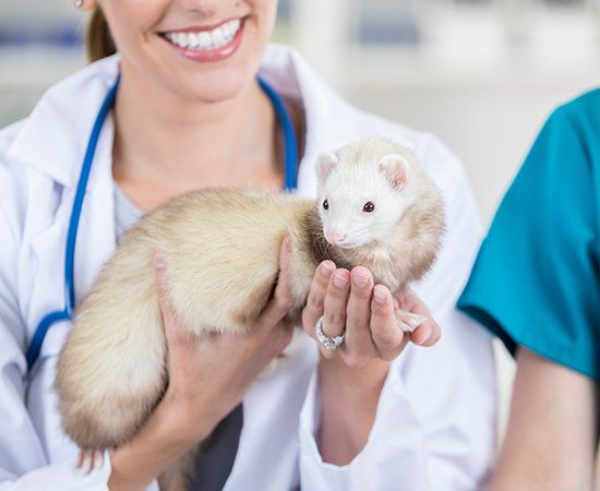 Vet Holding Ferrets — Banner Elk, NC — High Country Animal Clinic PA