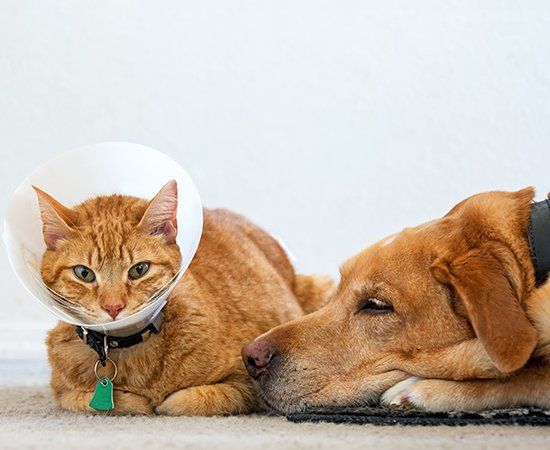 Sick Cat And Dog — Banner Elk, NC — High Country Animal Clinic PA