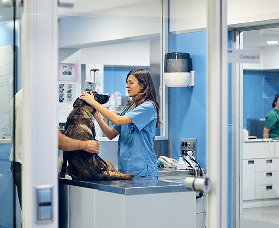 Doctors Examining Dog Before Surgery — Banner Elk, NC — High Country Animal Clinic PA