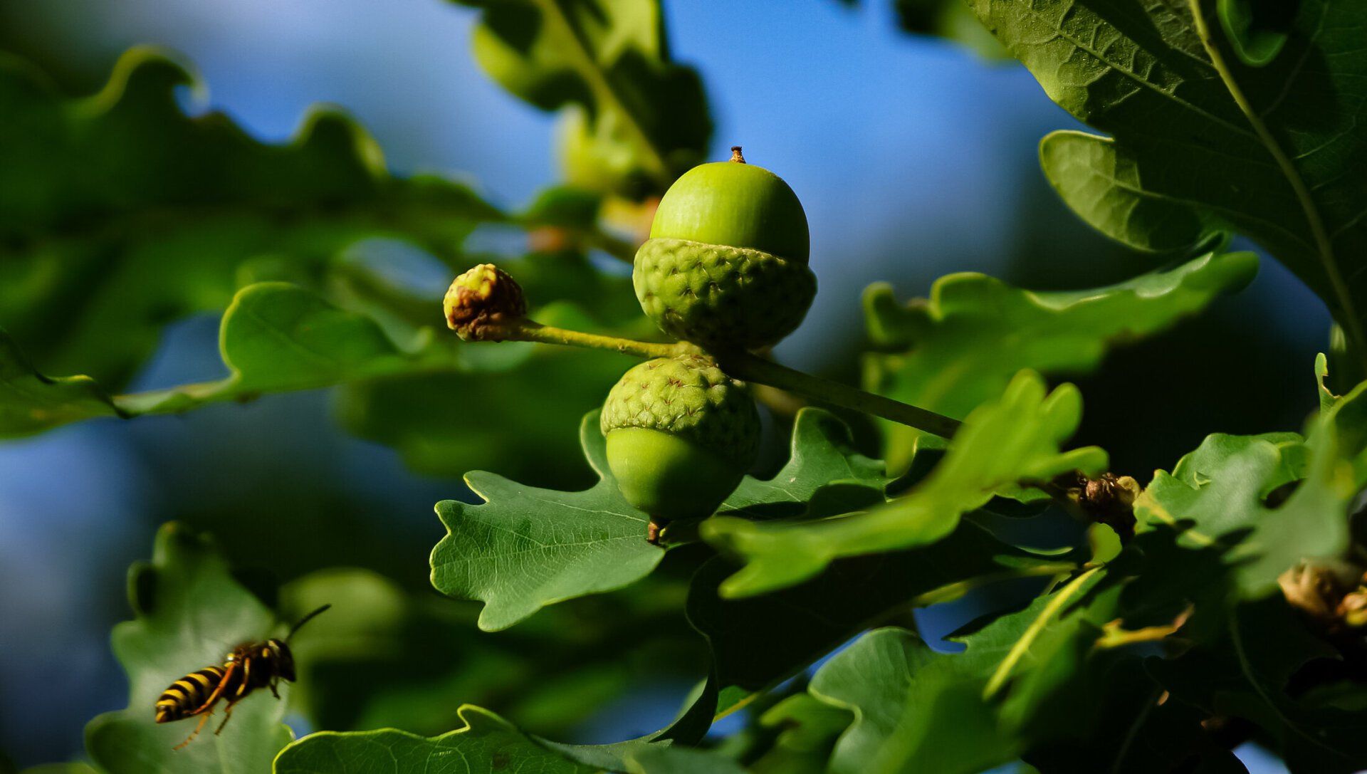 Tammenterhoja ja ampiainen, valokuva