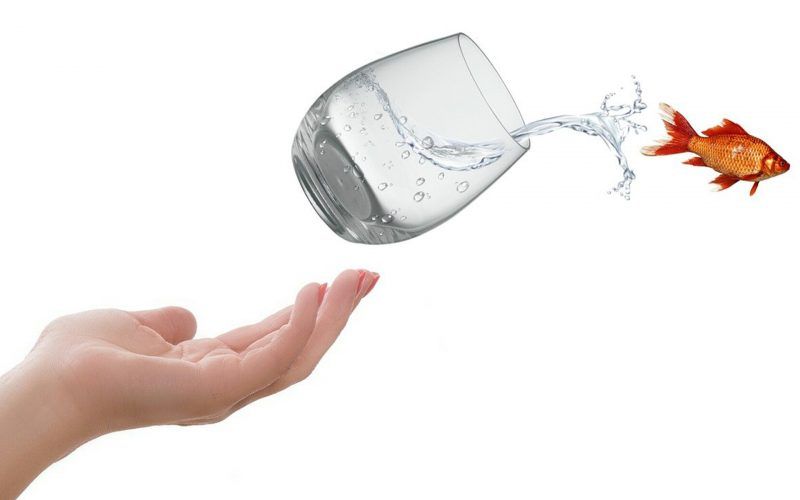 A hand is reaching for a glass of water with a goldfish jumping out of it.