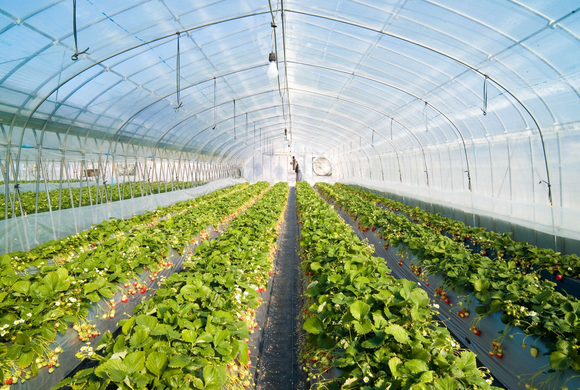 A greenhouse filled with lots of strawberries growing in rows.