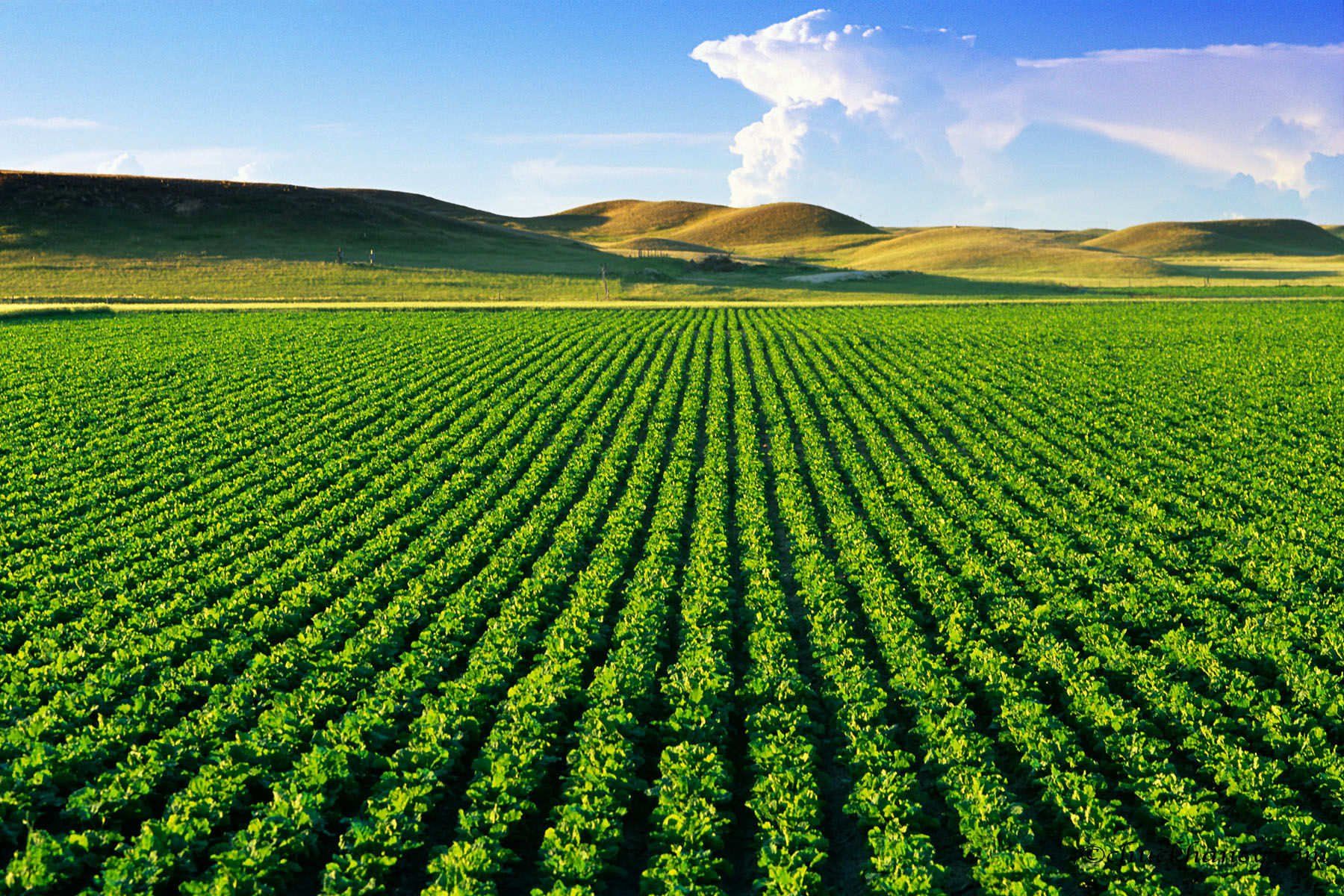 Rows of green plants growing in a field with mountains in the background