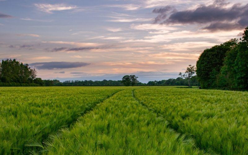 A field of green wheat with a sunset in the background.