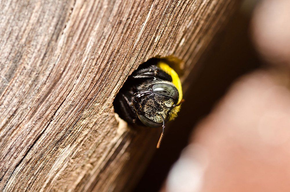 Bee in wood