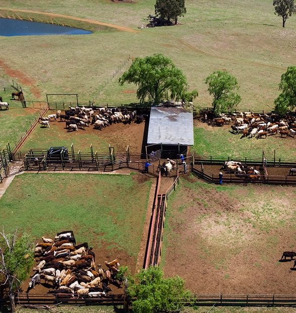 An aerial view of cattle in various fenced pens on a rural farm, with a central loading chute and covered work area.