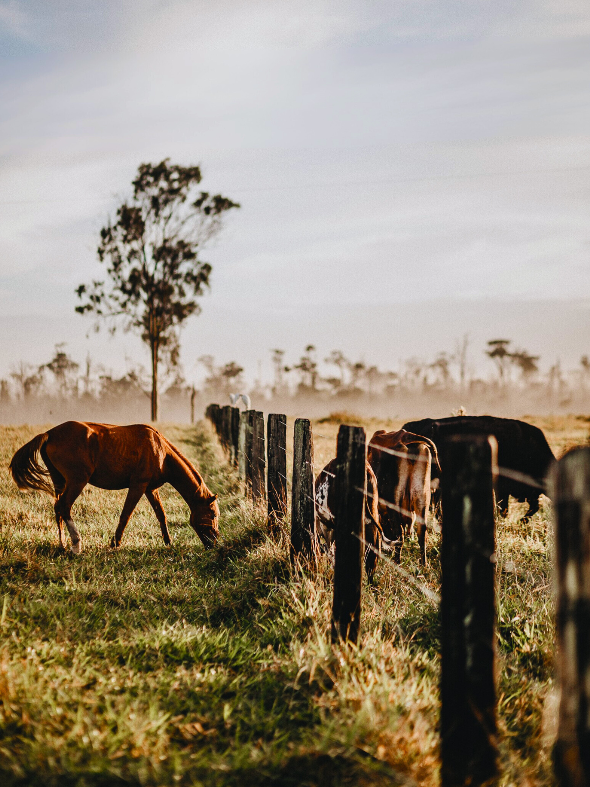 A brown horse grazes in a grassy field next to a wire fence, with cattle and a solitary tree in the hazy background.