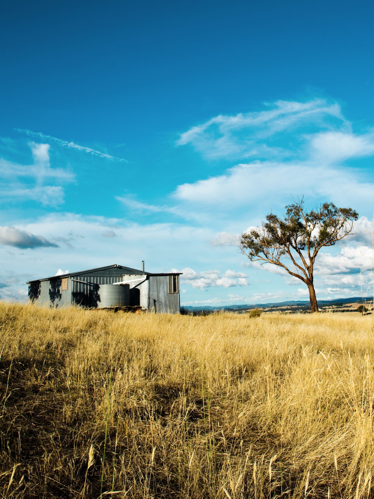 A small, corrugated metal building stands in a dry, golden grassy field under a bright blue sky with a single tree nearby.