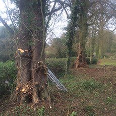 Tree removal and felling