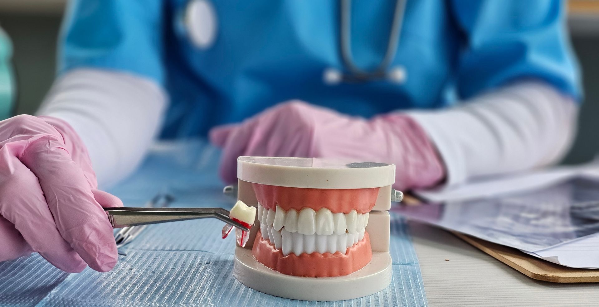 A dentist wearing pink gloves uses tweezers to hold a small tooth model next to a full dental jaw model on a table.