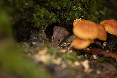 Small brown mouse peeking from a dark burrow beside orange mushrooms in a mossy forest floor Small brown mouse peeking from a dark burrow beside orange mushrooms in a mossy forest floor