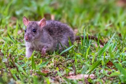Small gray rat standing in green grass outdoors, facing left Small gray rat standing in green grass outdoors, facing left