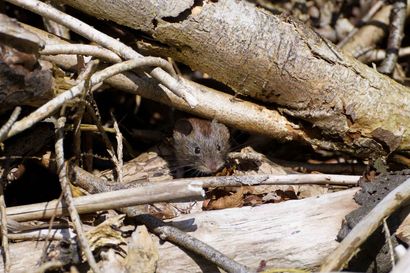 A small brown rodent hidden among tangled branches and dry leaves on the forest floor. A small brown rodent hidden among tangled branches and dry leaves on the forest floor.